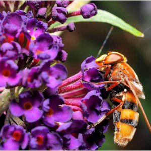 Keine Ahnung was das ist...