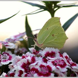 Na ja, halt Schmetterling....