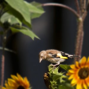 Herr und Frau Stieglitz bitten zu Tisch !!