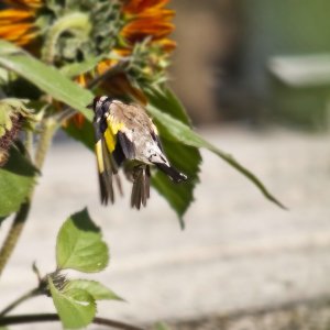 Herr und Frau Stieglitz bitten zu Tisch !!