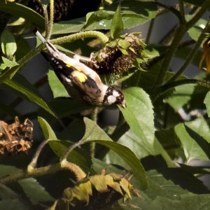 Herr und Frau Stieglitz bitten zu Tisch !!
