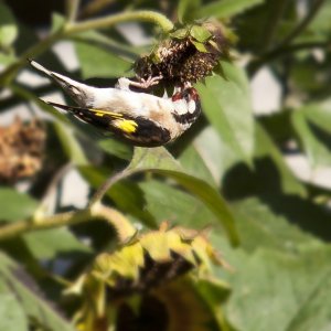 Herr und Frau Stieglitz bitten zu Tisch !!