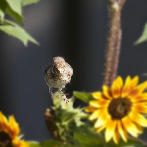 Herr und Frau Stieglitz bitten zu Tisch !!
