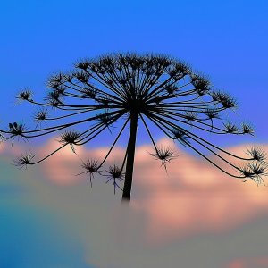 Giftig, aber hüppsch