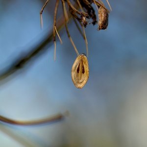 Giftig, aber hüppsch