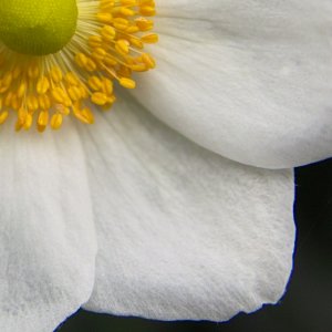 100% Crop von Sigma SD14 und Lumix DMC ZX1