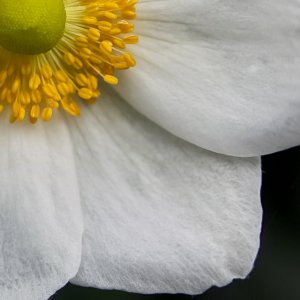 Sigma sd14 in Lightroom