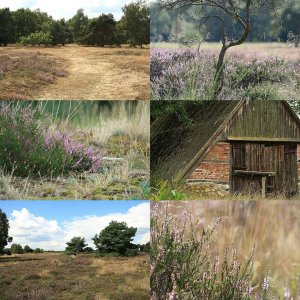 vor 3 Wochen in der Heide.....