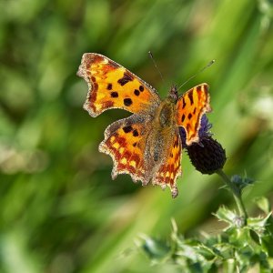 Na ja,ganz so klein ist es nicht