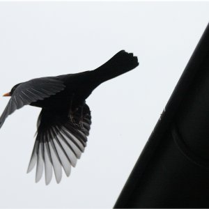 Amsel im Abflug!