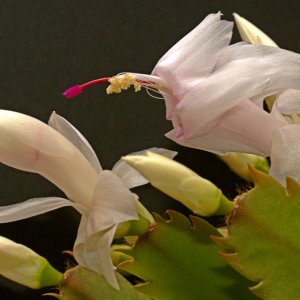 es ist wieder "Fensterbank Zeit"