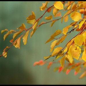 Nochmal schön gelb.....