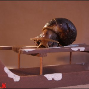 Suche  Achatschnecken :Achatina fulica