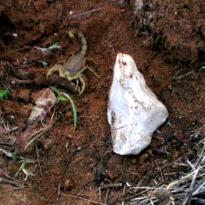 Natur pur - Südrankreich