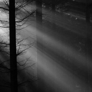 Morgensonne scheint in den Wald