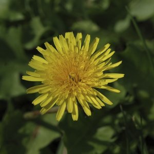 ersten Makroversuche