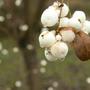 Herbstliches Grünzeug