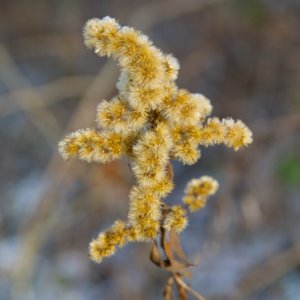Herbstliches Grünzeug