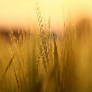 Für den Thread im Canonforum...