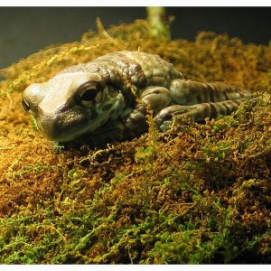 Wilhelma / Stuttgart - Teil 1