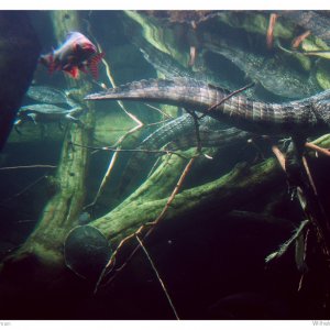 Wilhelma / Stuttgart - Teil 1