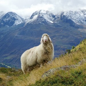 ein paar Bilder diverser Tiere