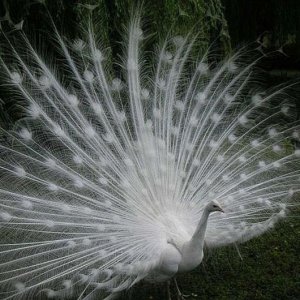 Weißer Pfau - nahe der Unwirklichkeit