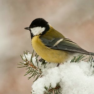 Mit den Meisenbild..