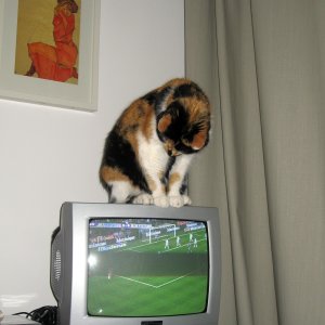 Der kritische Fußball-Fan