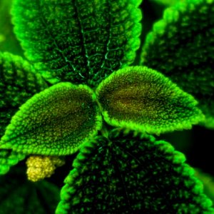 Pentax Super Takumar 55mm 1,8