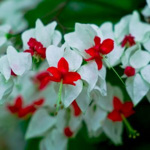 Pentax Super Takumar 55mm 1,8