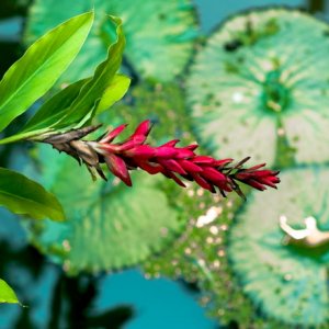 Pentax Super Takumar 55mm 1,8