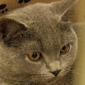 Ich wünsch mir eine Miezekatze...