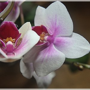 Orchidee