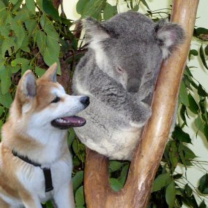 Kaito und Koala