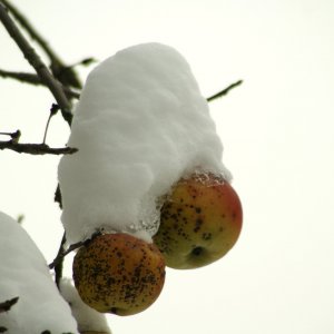 Ein ganz normaler Winter