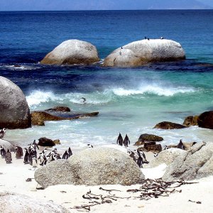 Pinguin-Strand