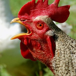 Ich bin hier der Herr im Haus