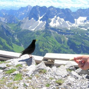 Das verlockende Angebot