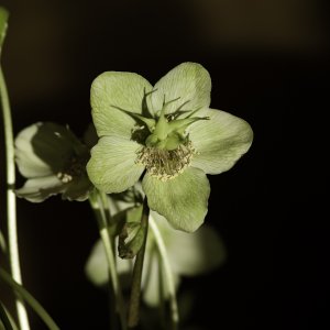 Sony 135mm f2.8 [T4.5] STF (Smooth Trans Focus)