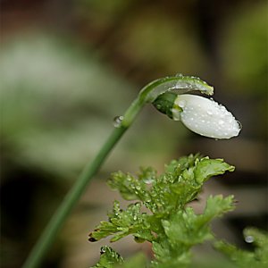 Das erste blühende Schneeglöckchen!