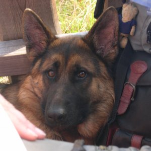 Schäferhund-Schnappschüsse