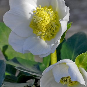 Schneerose in meinem Garten