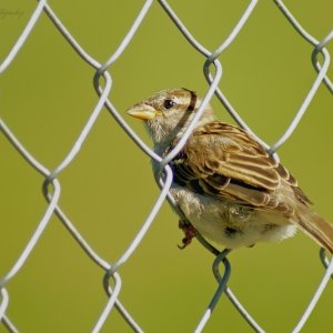 Ich fühle mich wie ein Zaunkönig