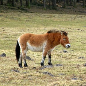 Przewalski-Pferd