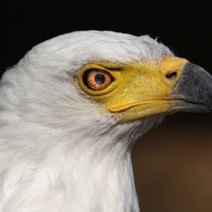 Schreiseeadler