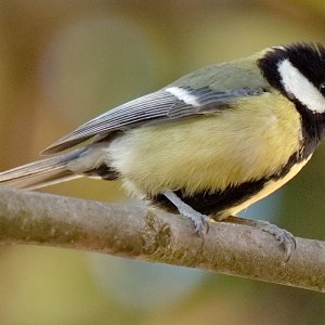 Meisen aus dem Tarnzelt