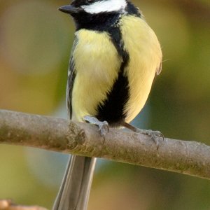 Meisen aus dem Tarnzelt