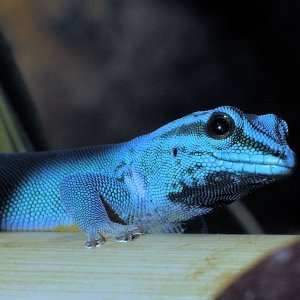 Lygodactylus williamsii