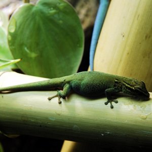 Lygodactylus williamsii
